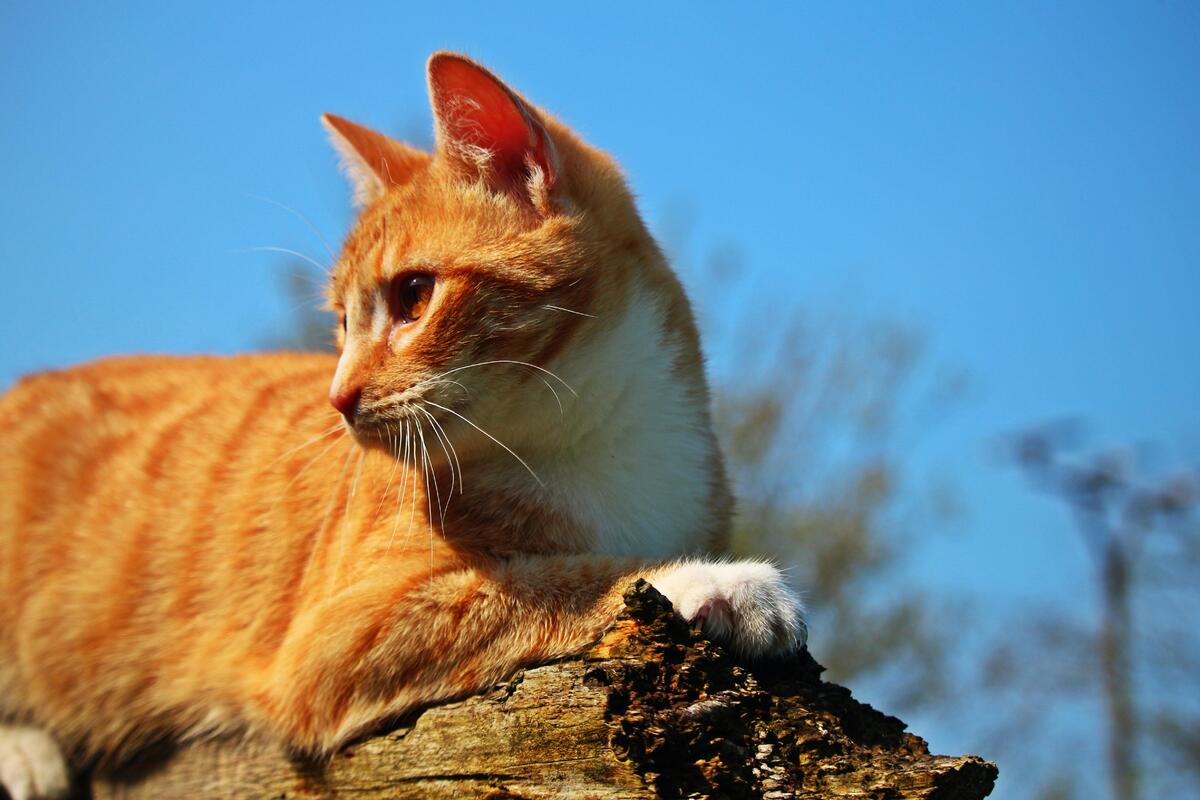 gatto su un tronco