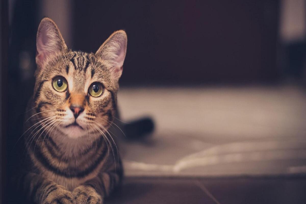 gatto sul pavimento che osserva