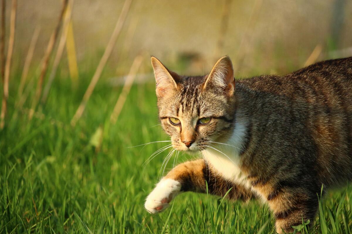 gatto che cammina sul prato