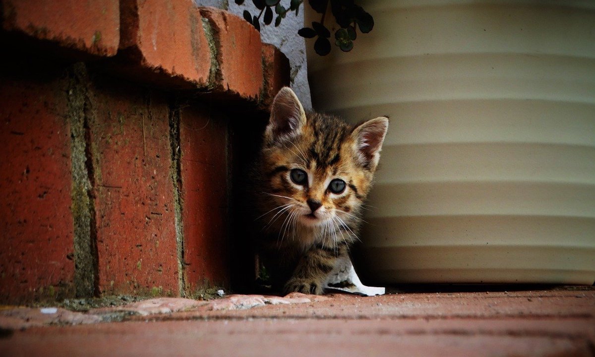 gatto lungo la strada