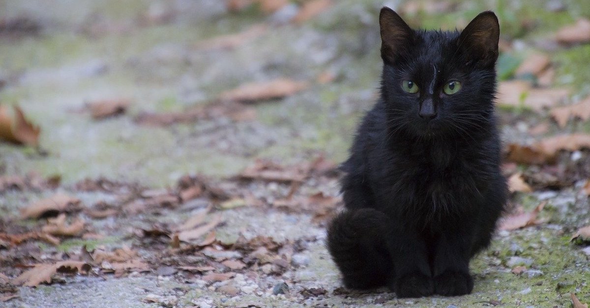 Dove portare i gattini abbandonati? Tutti i consigli utili, a chi rivolgersi e cosa fare