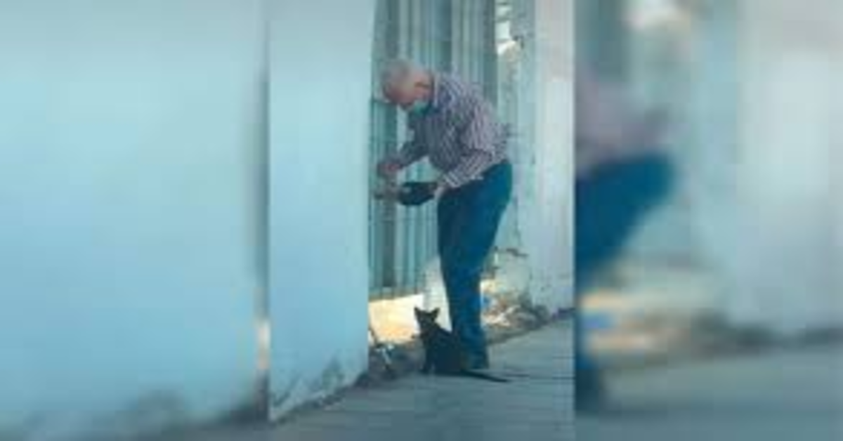 La commovente scena di un anziano che va tutti i giorni a una casa abbandonata per offrire acqua e cibo a un gattino abbandonato (VIDEO) e cibo