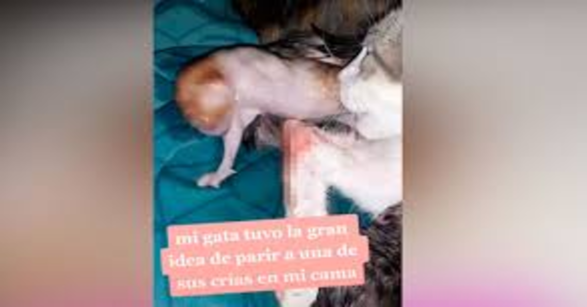 gattino appena nato grazie alla padrona della mamma