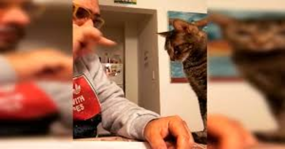 Comico argentino si divide lavori di casa con il suo gattino