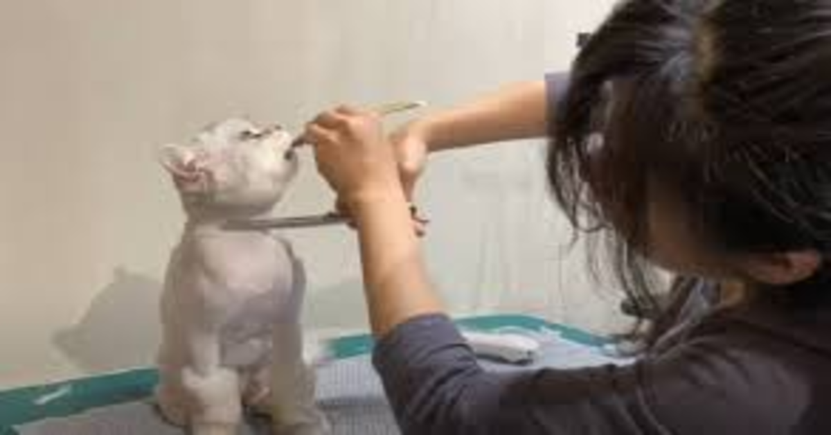 Il gattino si lascia tagliare il pelo grazie a un ingegnoso trucco della sua padrona (VIDEO)
