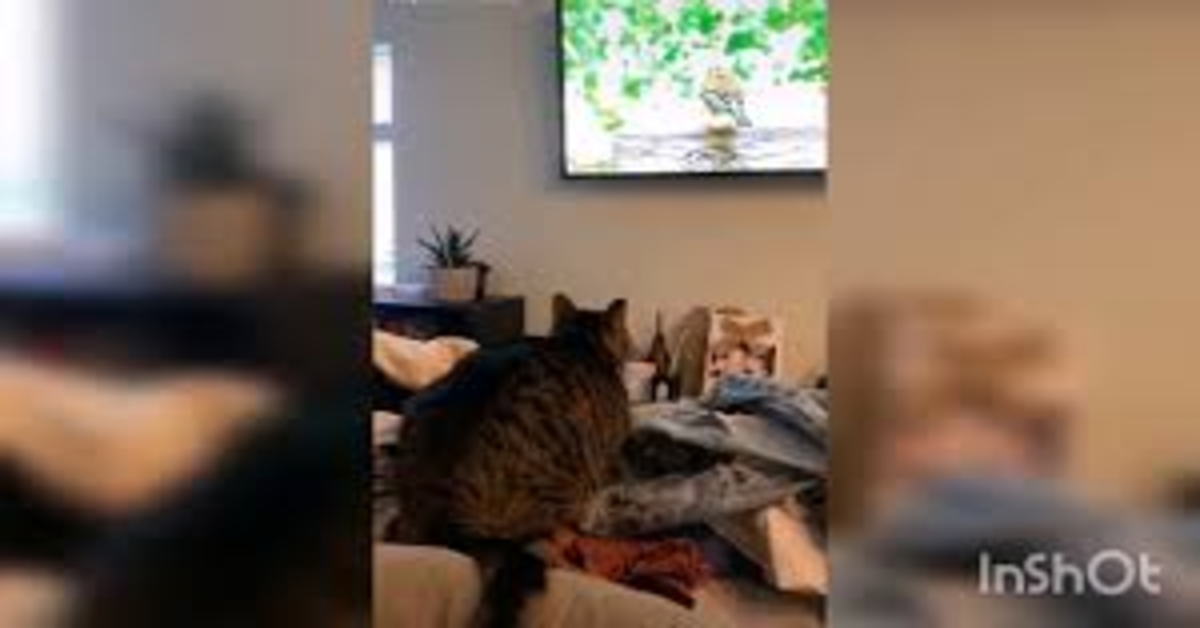 Gatto si arrabbia perché vede un uccello alla tv