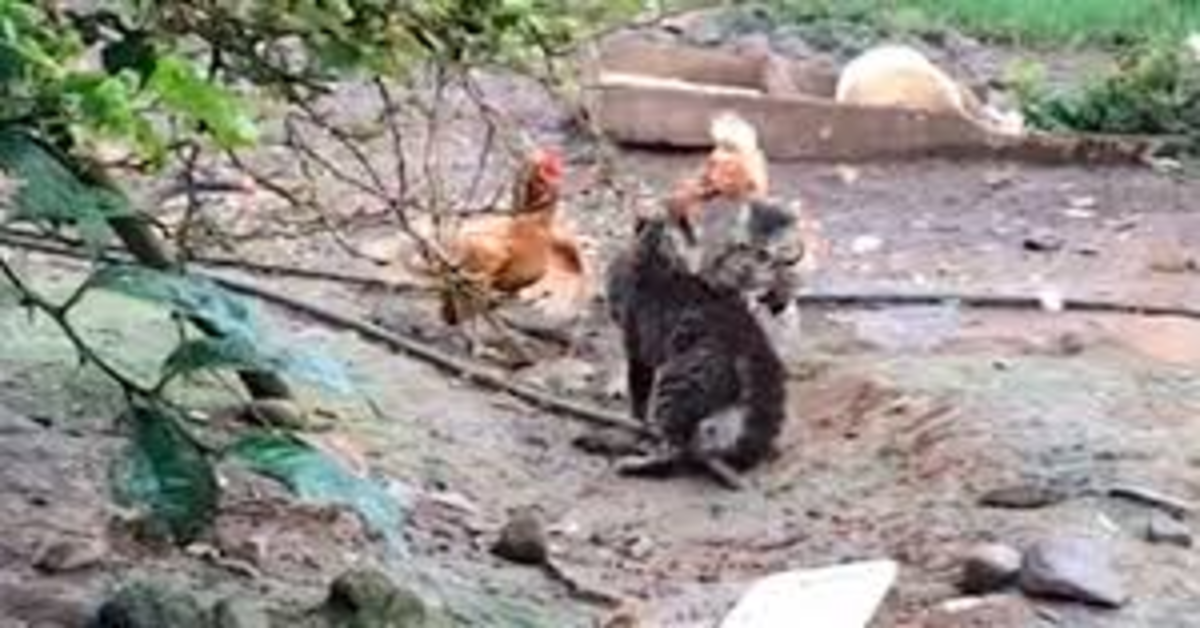 Due gattini litigano ma una gallina cerca di farli smettere (VIDEO)