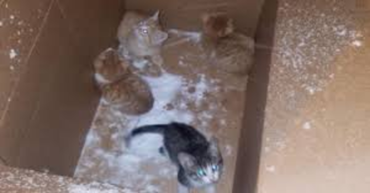 La storia a lieto fine dei quattro gattini salvati da una donna durante una bufera di neve (VIDEO)