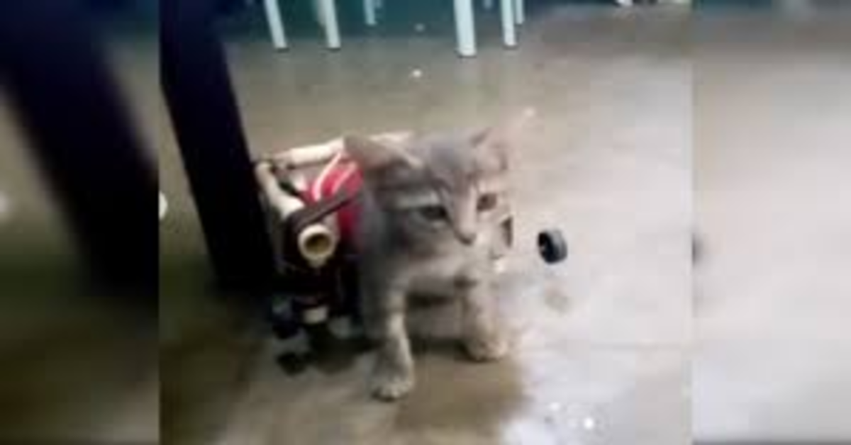 Un giovane crea una sedia a rotelle per Minnie, la sua gattina attaccata da un cane randagio (VIDEO)