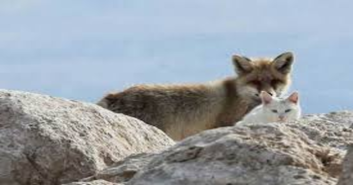 gatto e volpe dietro rocce