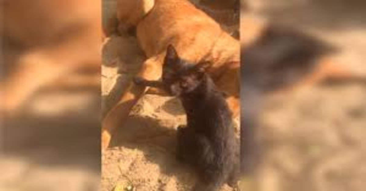 Commovente: un gattino cerca di rianimare un cane appena morto e fa piangere tutto il web (VIDEO)