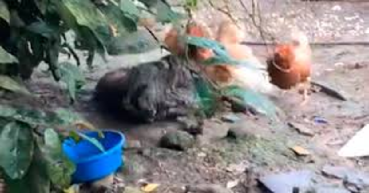 galline separano gatti randagi che litigano