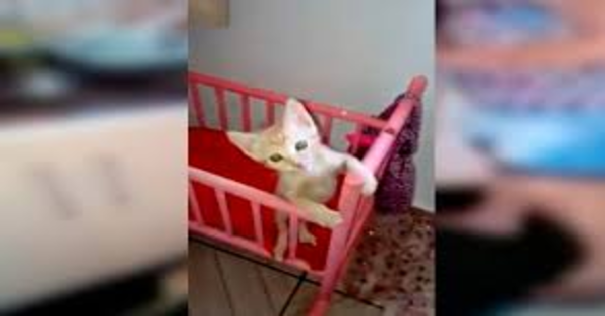 Una signora adotta un gattino randagio e se ne prende cura come se fosse un bebé (VIDEO)