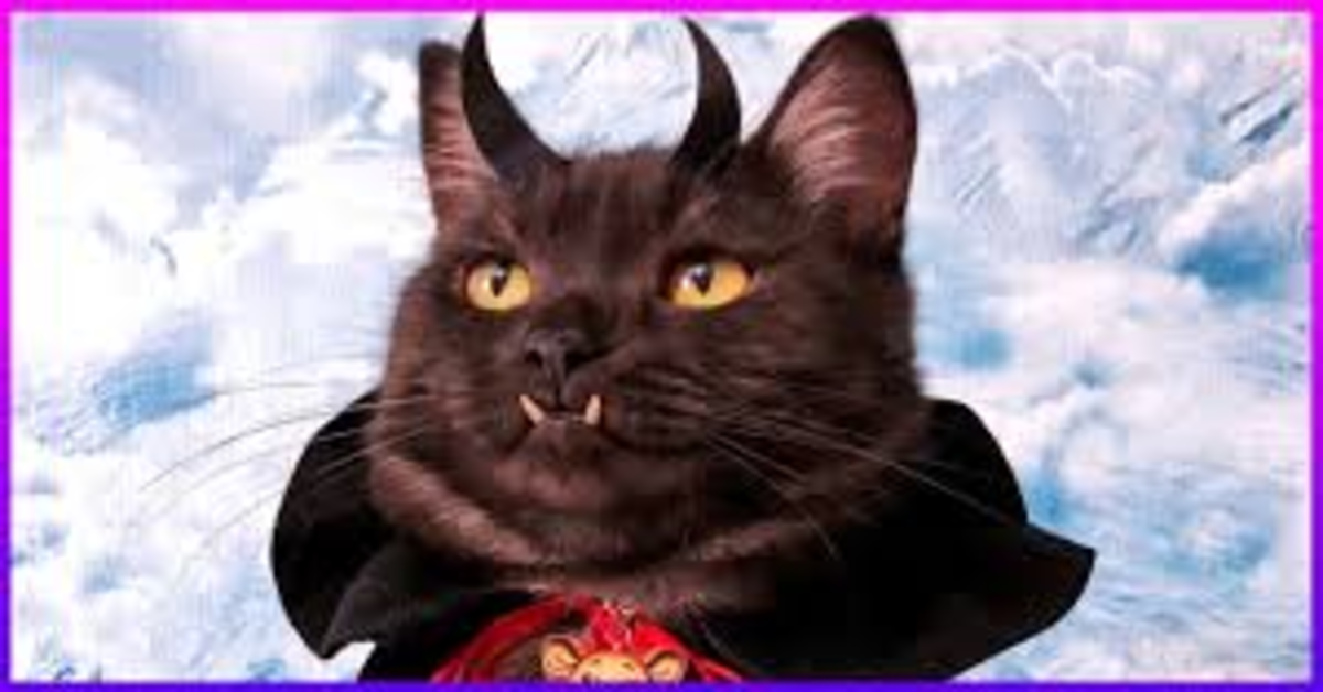 Griu, il gattino “vampiro” che aiuta la sua padrona a vendere libri per una nobile causa (VIDEO)