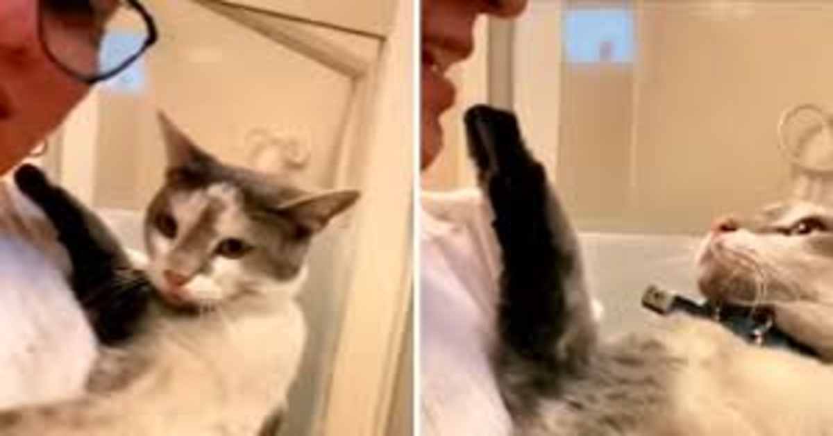 Gatto dice no alla padrona che gli vuole fare il bagno. due foto
