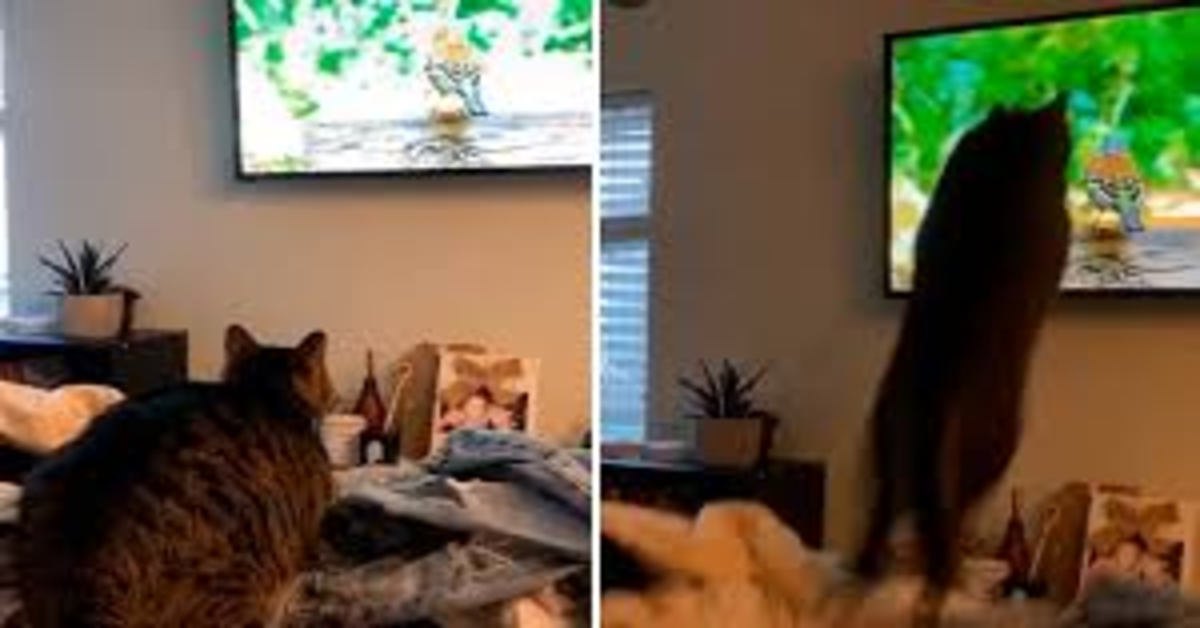 gatto salta sul televisore