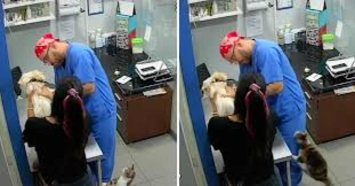 gatto difende al cane vaccinato e morde il veterinario due foto