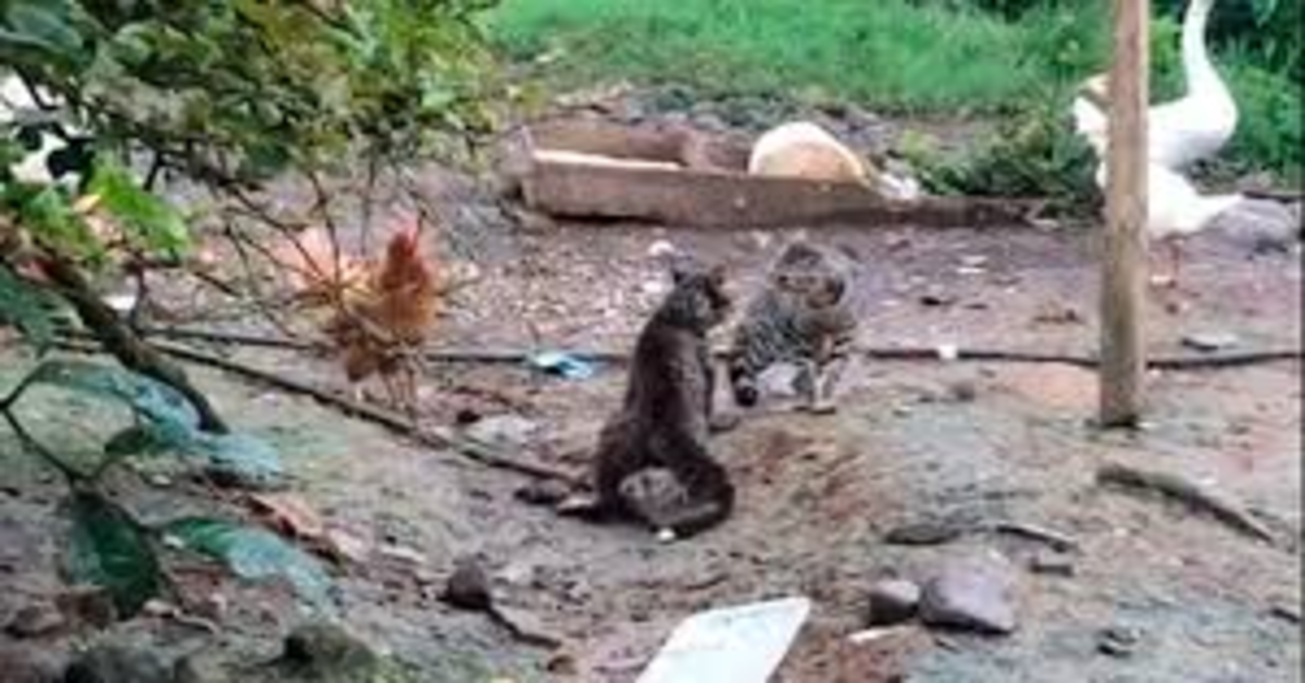 gatti che bisticciano vengono separati dalle galline