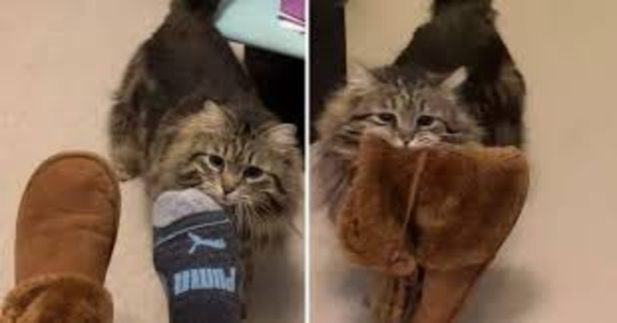 gattina con pantofole della padrona in bocca