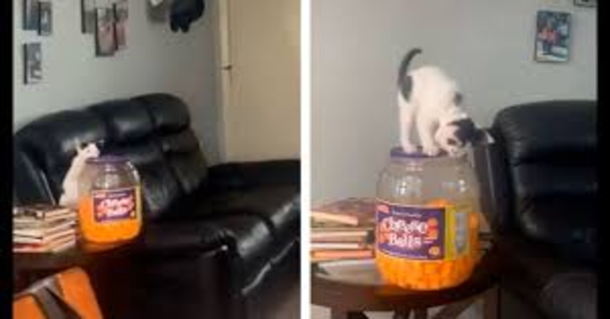 gatto cerca di prendere palline da un vaso