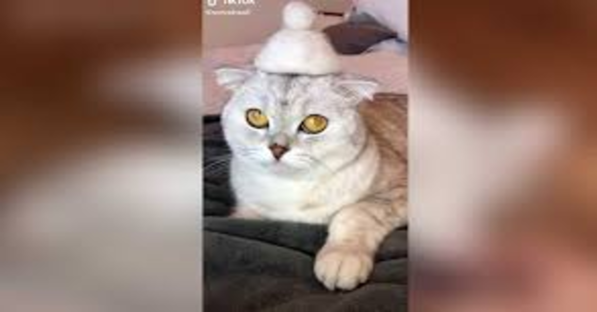 L’originale idea di una ragazza: con l’eccesso di pelo del suo gattino fabbrica degli strani cappellini (VIDEO)