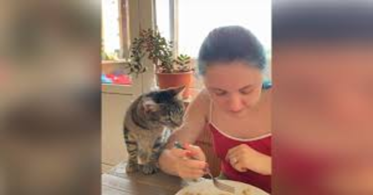 Un adorabile gattino cerca di attirare l’attenzione della sua padrona perché gli offra un pò di cibo (VIDEO)