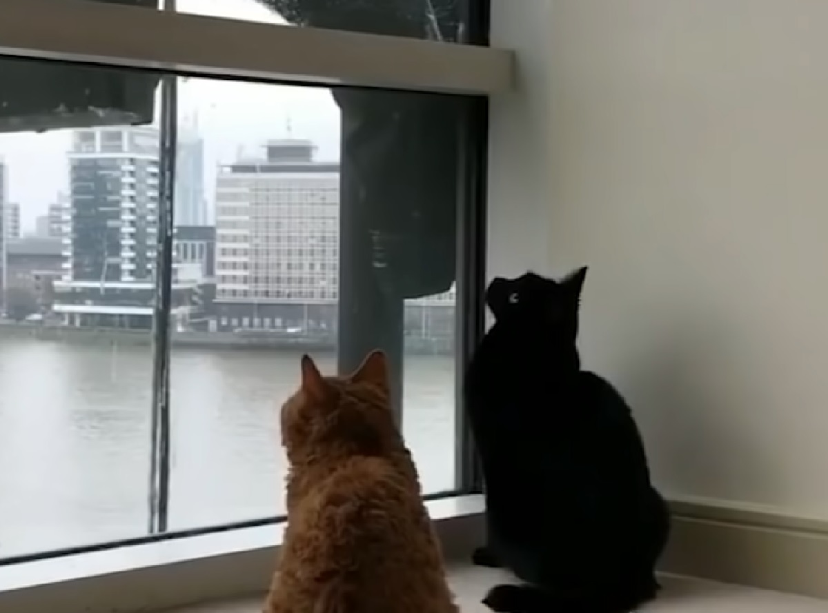 gatti amicizia lavavetri finestra