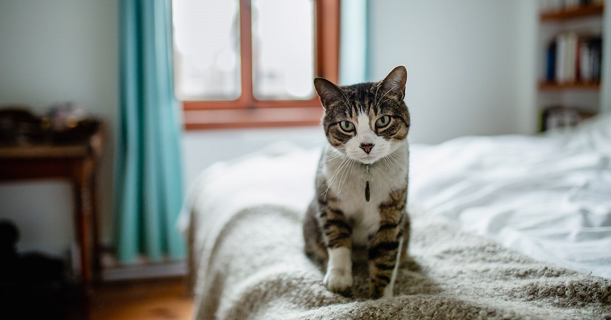 Ecco come puoi fare per evitare che il gatto faccia questo gesto e rovini la tua casa