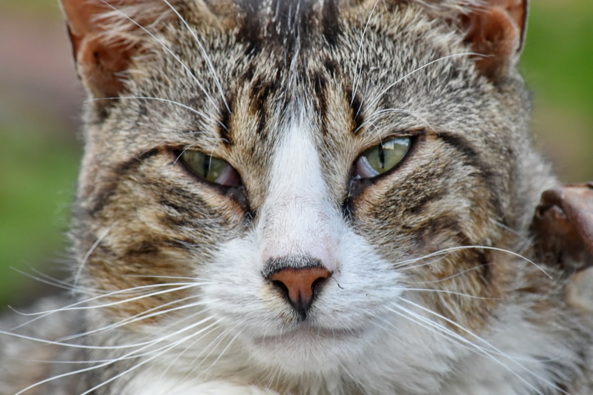 gatto con gli occhi socchiusi