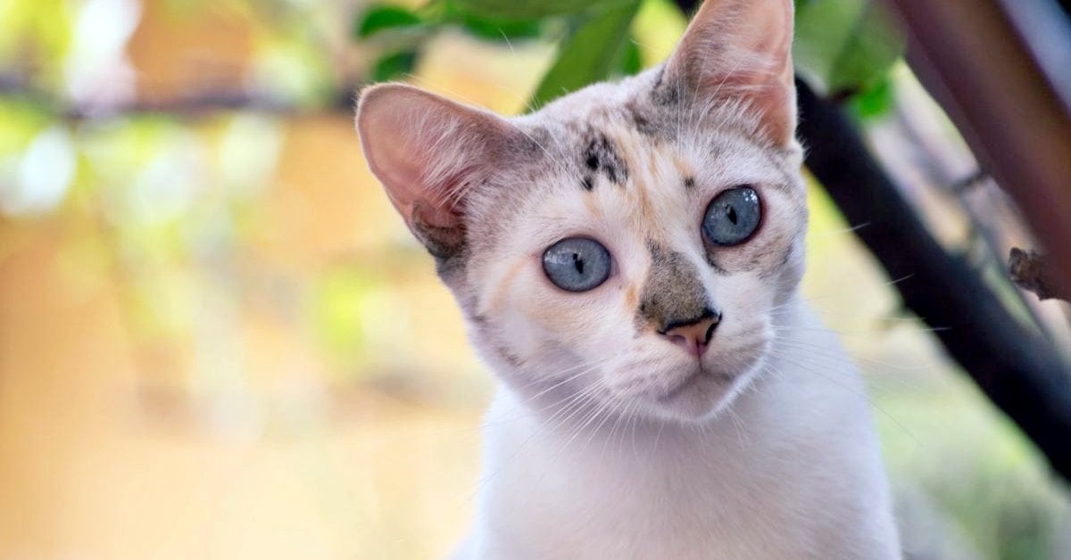 gatto con gli occhi blu