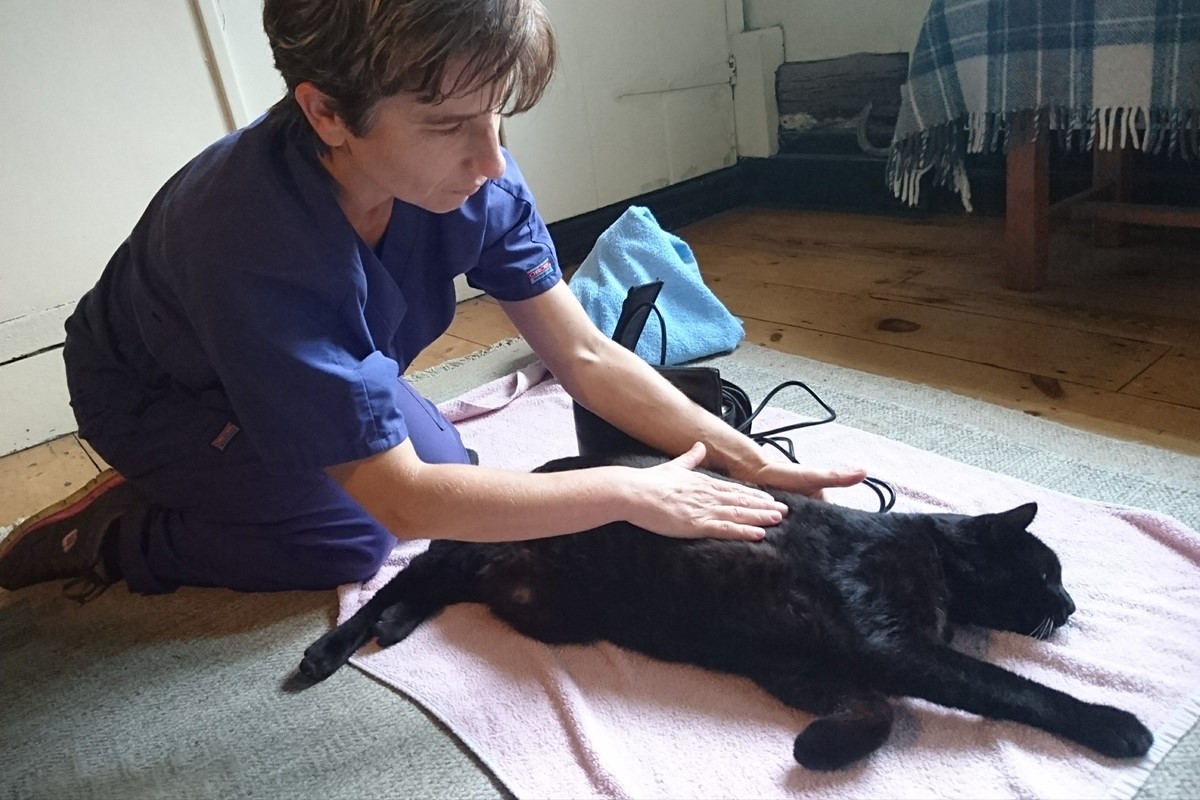fisioterapia per gatti