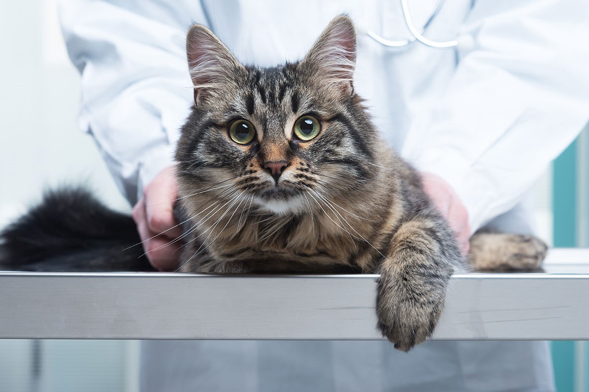 gatto dal veterinario