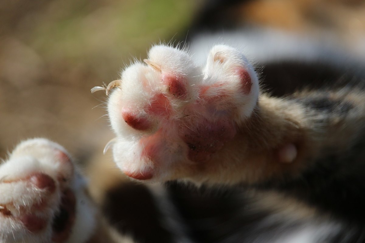 gatto tira fuori le unghie