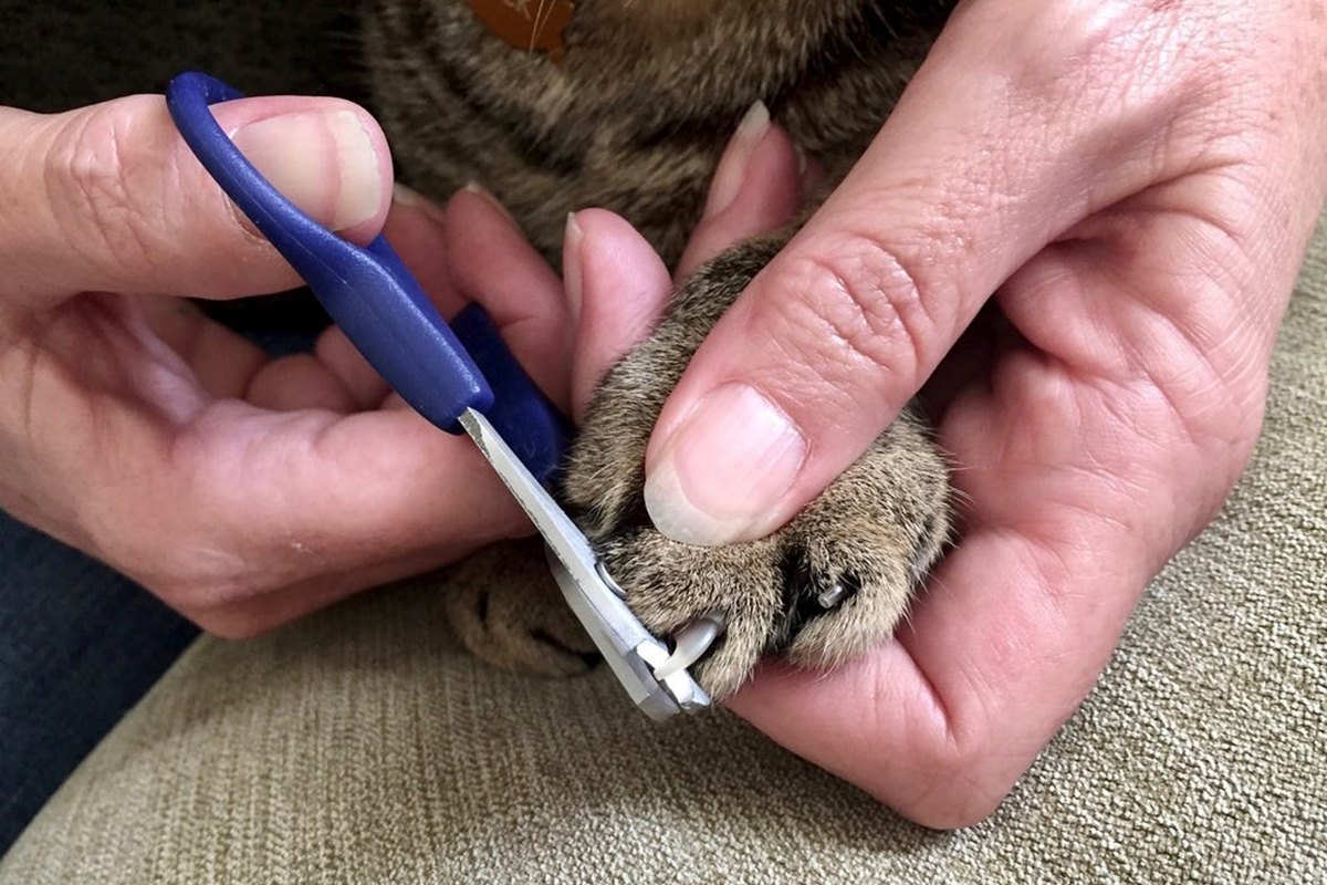 accorciare gli artigli del gatto