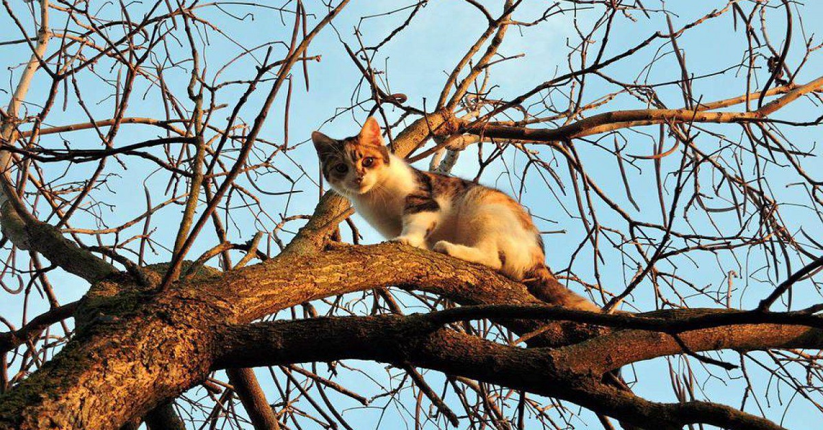 gattino non sa scendere da albero