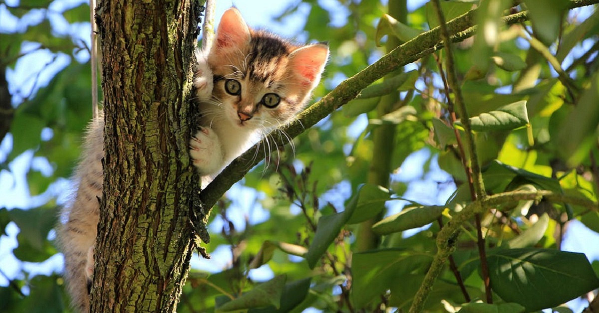 gattino su albero