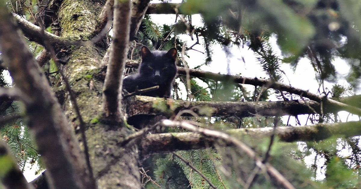 gatto nero riposa su albero