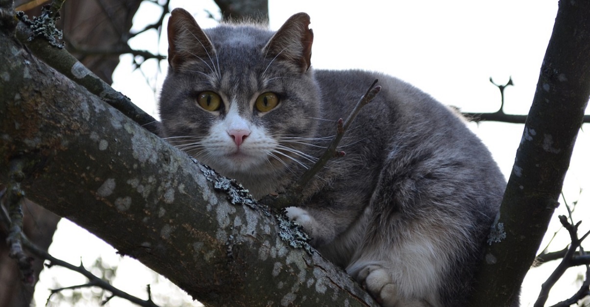 gatto obeso su albero