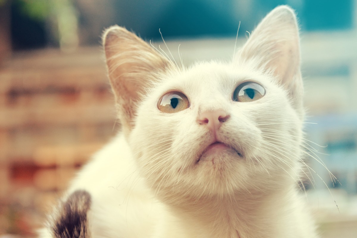 gatto con gli occhi di due colori diversi