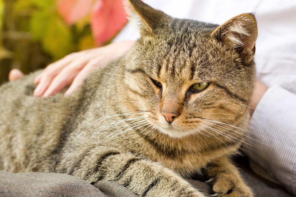 tenere il gatto in braccio