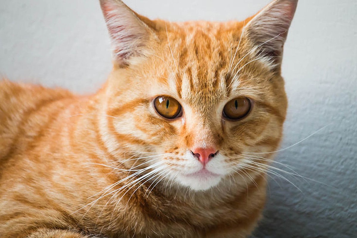 gatto arancione tigrato