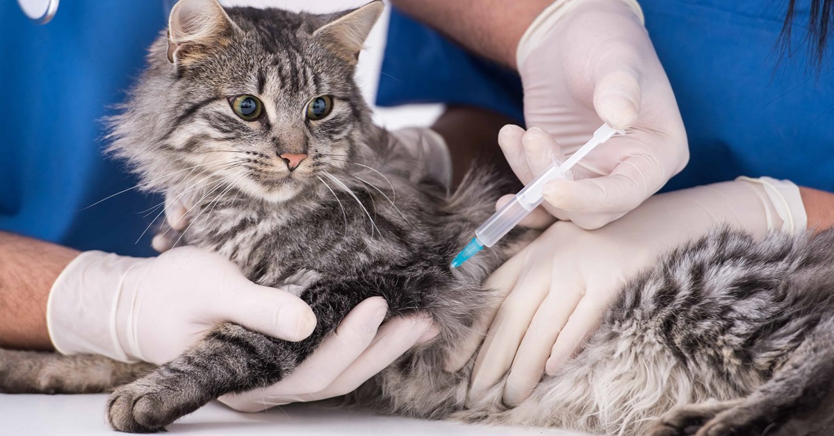 fare il vaccino al gatto