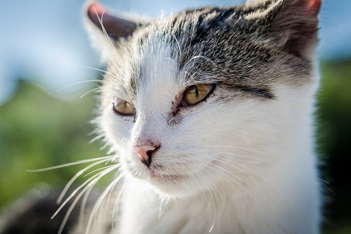 gatto bianco e grigio