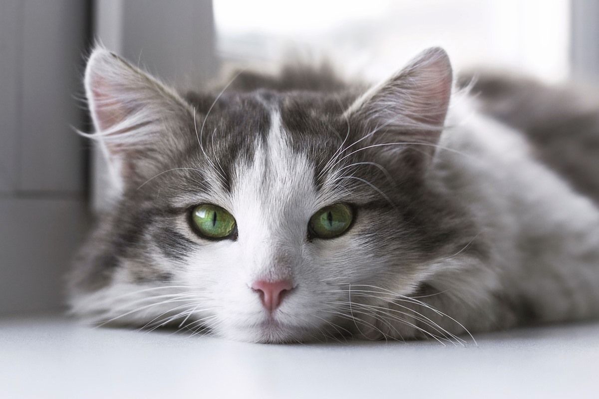 gatto bianco e grigio a pelo lungo