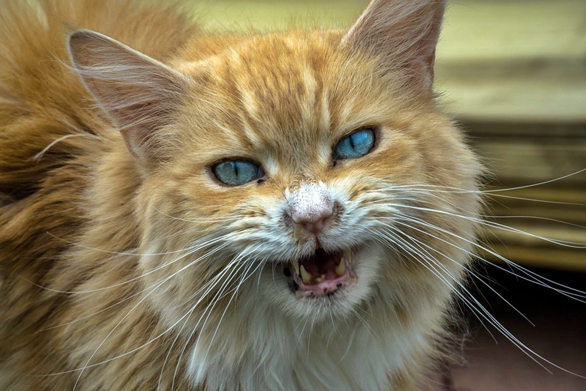 gatto randagio aggressivo con le persone