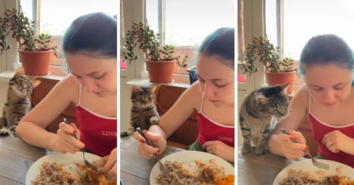 gatto chiede cibo alla padrona tre foto