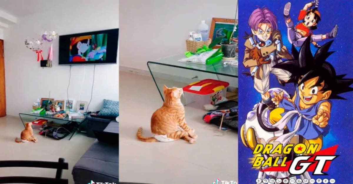 gatto affascinato dalla sigla di Dragon Ball