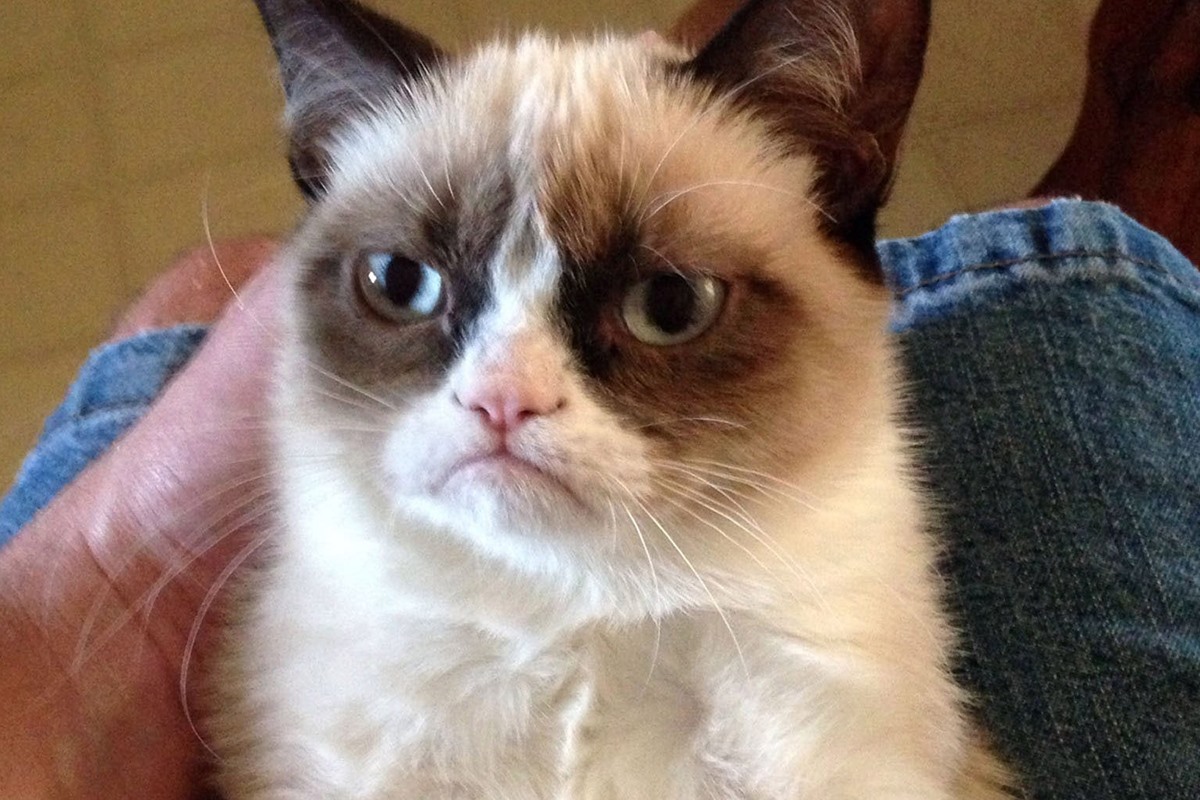 grumpy cat