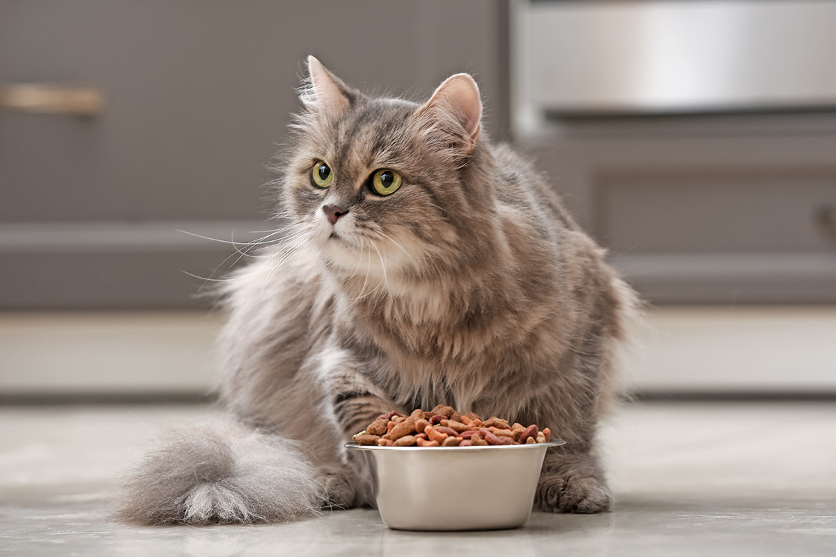 bel gatto con la ciotola davanti