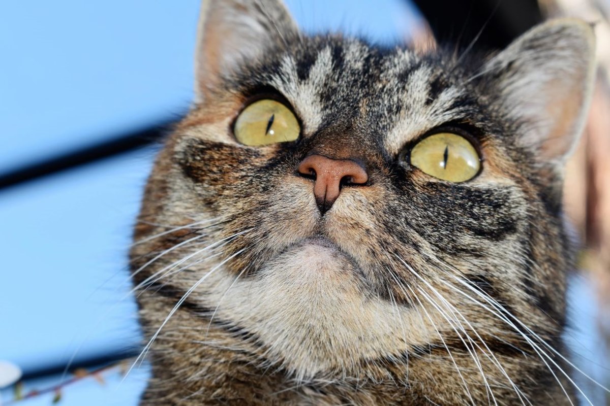 gatto con gli occhi gialli